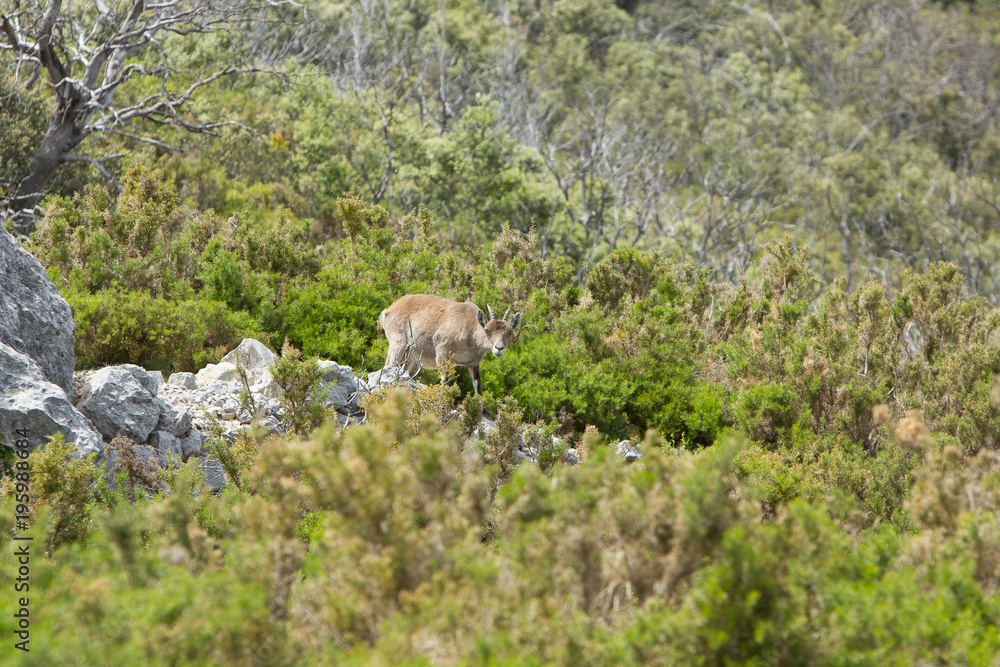 Fototapeta premium Cabra Montesa curiosa