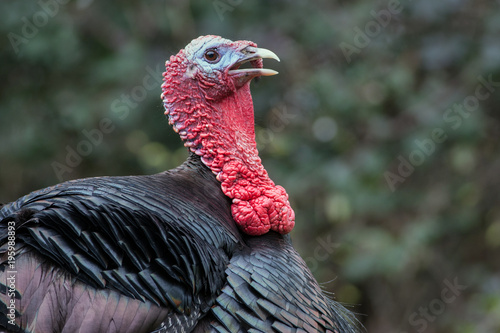 Male Turkey - side view