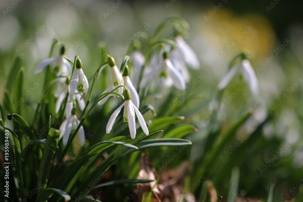 Obraz premium White spring flowers on blur green background