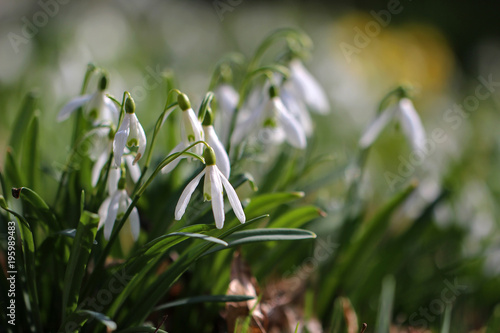 White spring flowers on blur green background