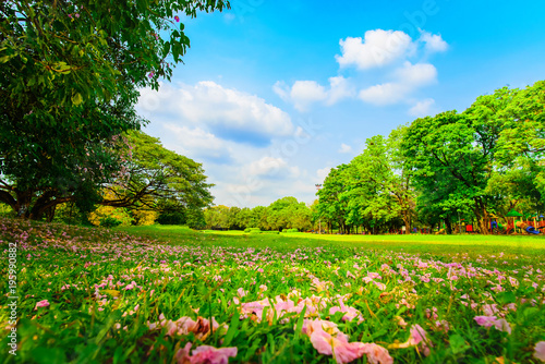  Violet flowers drop on the grass in the park and the beautiful sky.