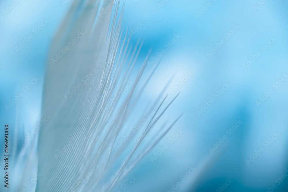 Fototapeta delikatne pióra powietrza w kolorze niebieskim, mała głębia ostrości