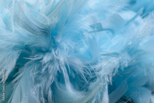 gentle air feathers of blue color, small depth of field © rudzis