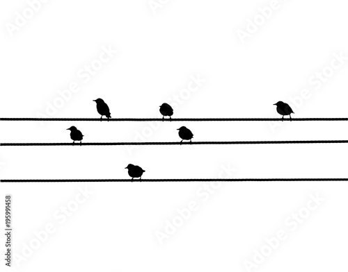 Common starlings (Sturnus vulgaris) on the power line. Vector silhouette a flock of birds