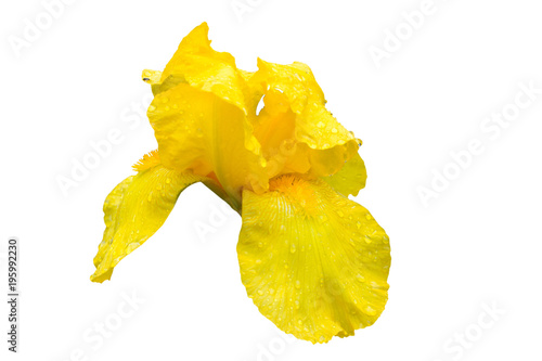 Fototapeta Naklejka Na Ścianę i Meble -  flower iris yellow isolated