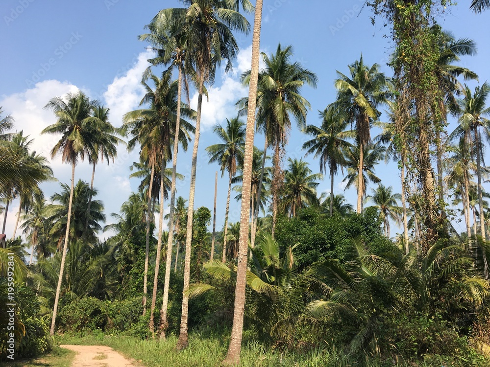 Obraz premium Tropical palm trees along the path and blue sky. Sunny day. Koh Kood Thailand 