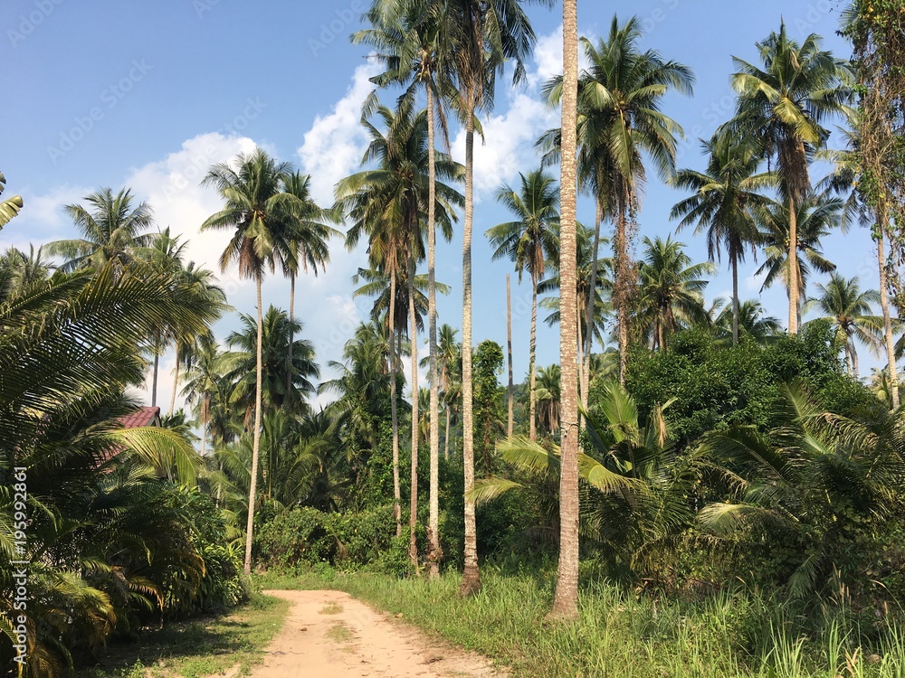 Obraz premium Tropical palm trees along the path and blue sky. Sunny day. Koh Kood Thailand 