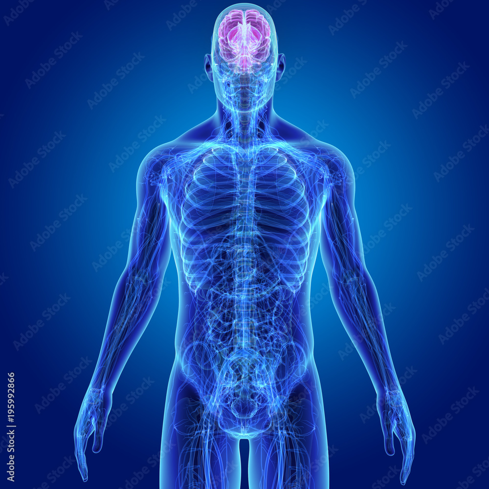 Brain with Anatomy Anterior view Brain with Anatomy Anterior view