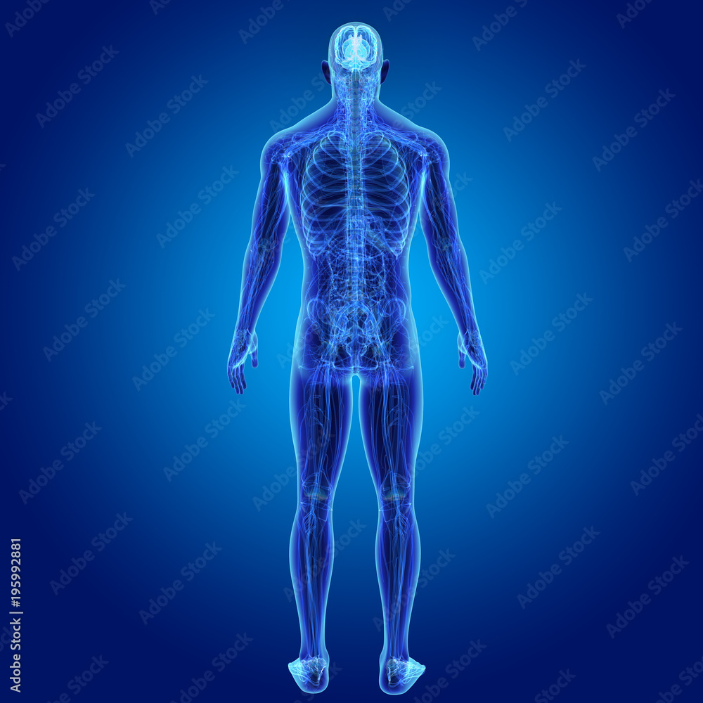 Brain with Anatomy Posterior view