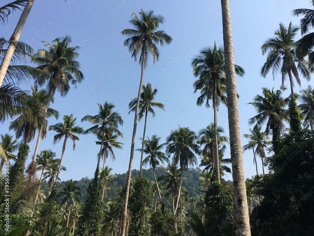 Tropical palm trees and blue sky. Sunny day. Koh Kood Thailand 