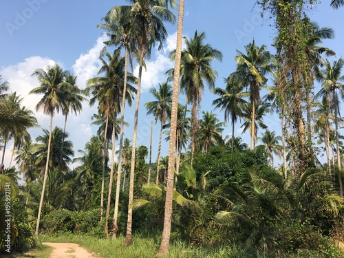 Tropical palm trees along the path and blue sky. Sunny day. Koh Kood Thailand 