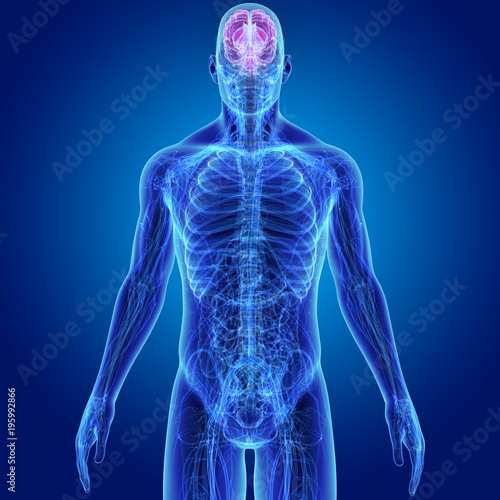 Brain with Anatomy Anterior view