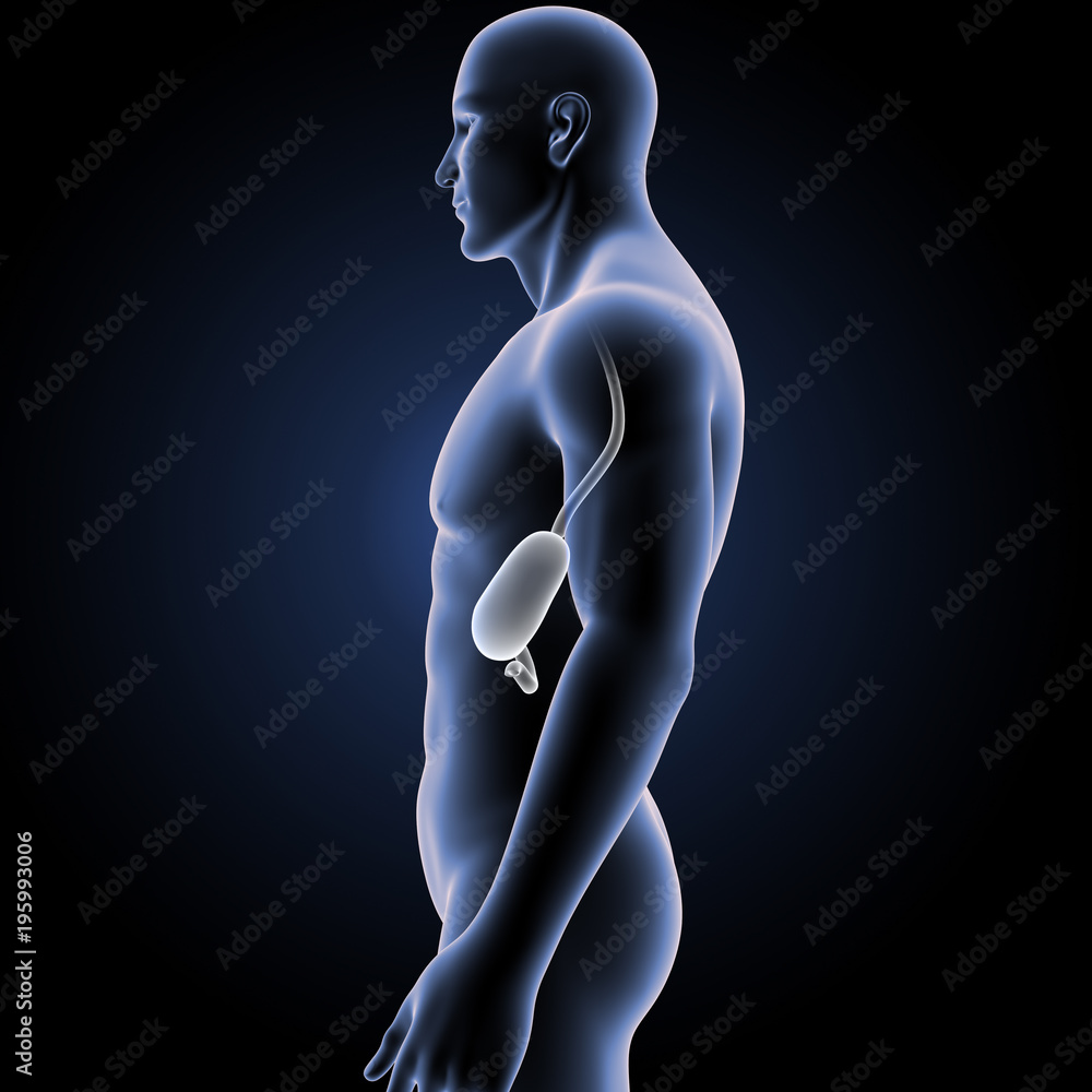 Stomach with Body Lateral view