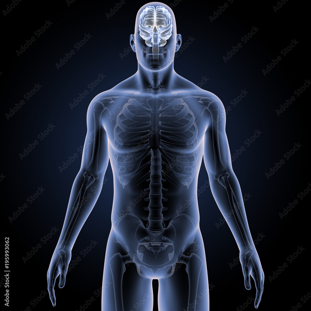 Brain with Skeleton Body Anterior view Brain with Skeleton Body Anterior view