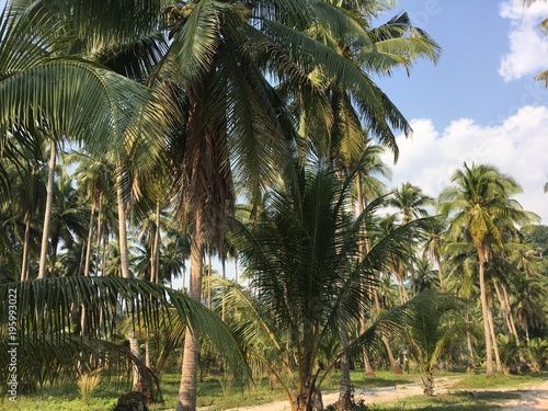 Tropical palm trees along the path and blue sky. Sunny day. Koh Kood Thailand  © Krzysztof