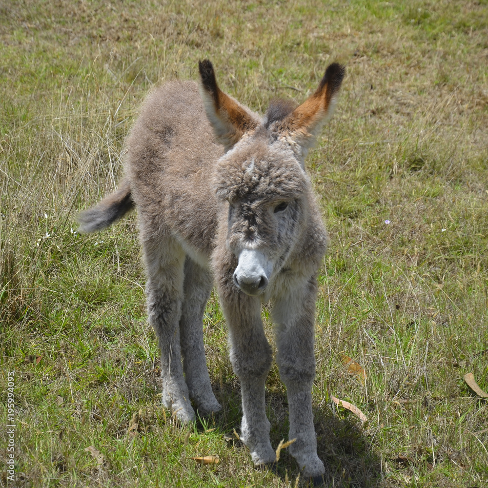 Fototapeta premium Baby Donkey