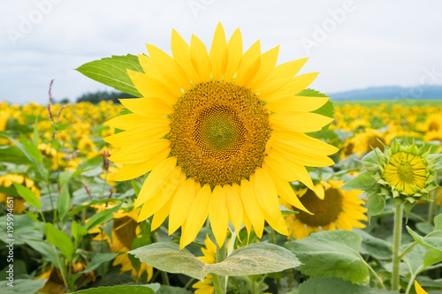 SunFlower Field in Hokkaido