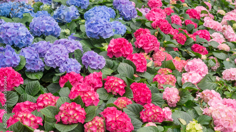Blue and pink hydrangea flower in a garden. Blue and pink hydrangea flower in a garden.