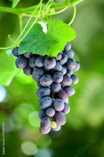 Bunches of grapes on the vineyard