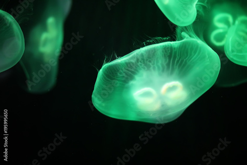 Multicolored jellyfish swim under water © alexkich