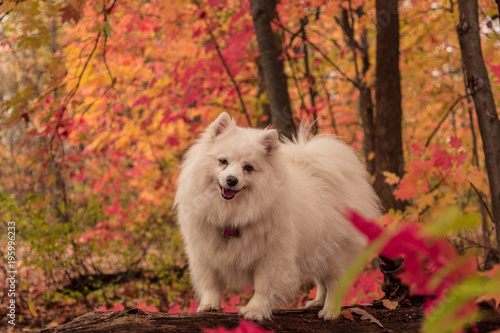 Woods Fall Colors with American Eskimo dog photo