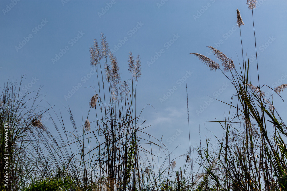 Obraz premium beautiful plants on the sky background