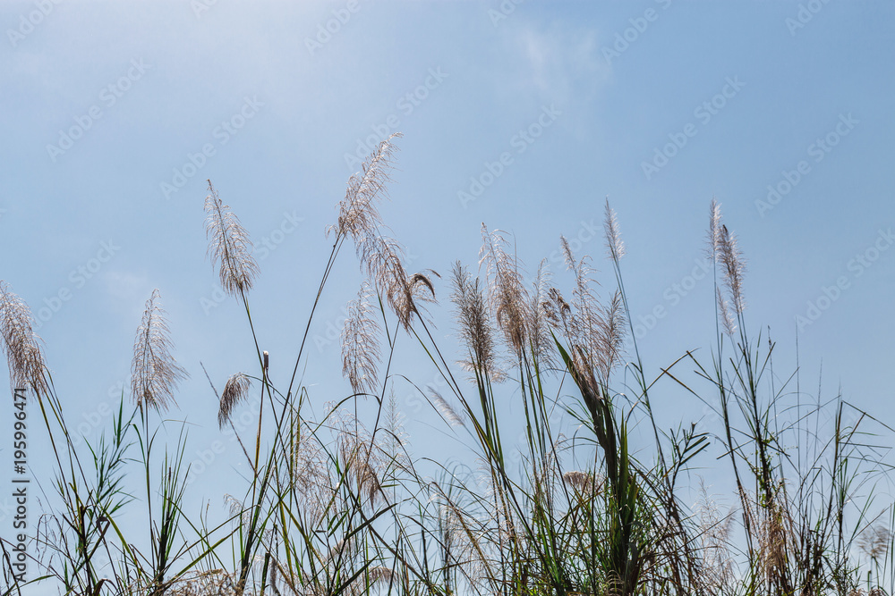 Fototapeta premium beautiful plants on the sky background