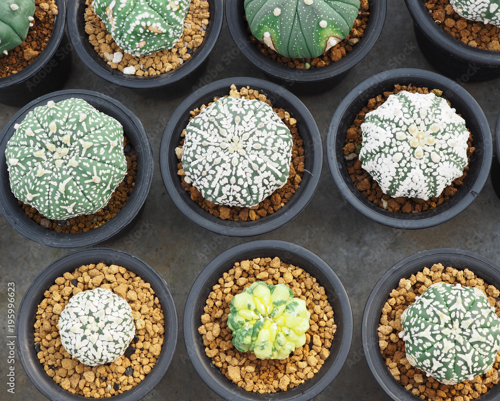 Little cactus in the small pot, plant for decoration. Little cactus in the small pot, plant for decoration.