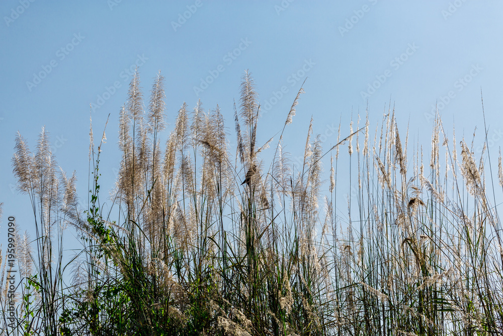 beautiful plants on the sky background beautiful plants on the sky background