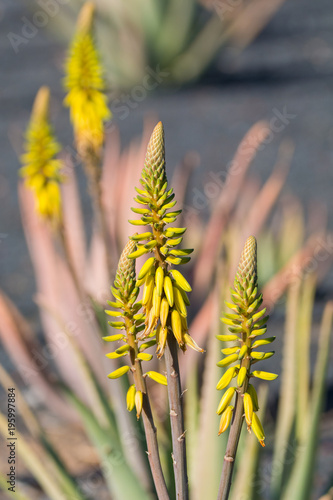 Aloe vera plantation, cultivation of aloe vera, healthy plant used for medicine, cosmetics, skin care photo