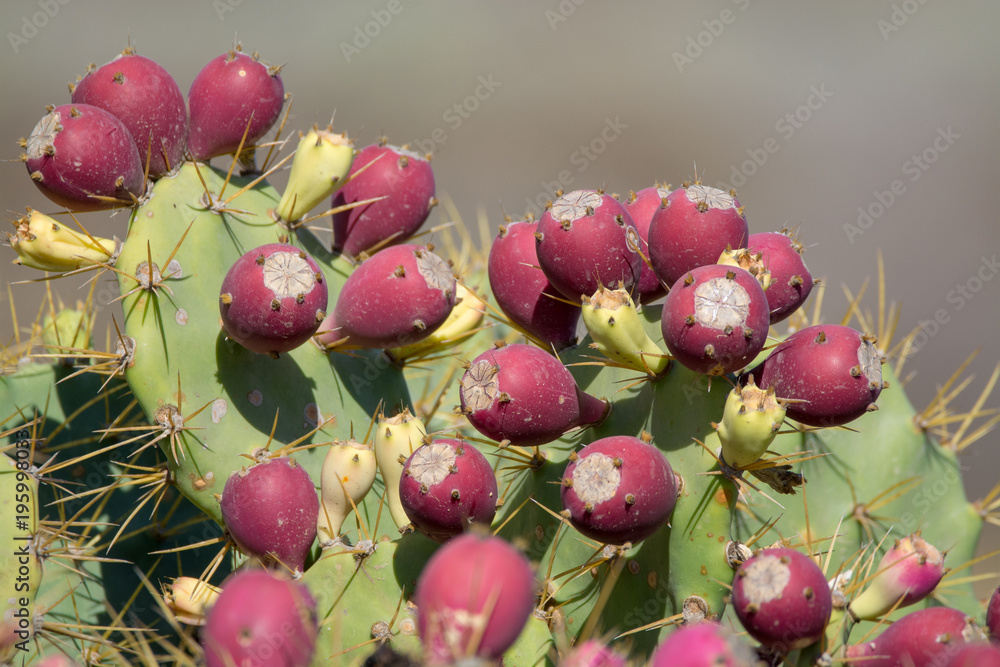 Opuntia cacti plant with ripe red fruits Opuntia cacti plant with ripe red fruits