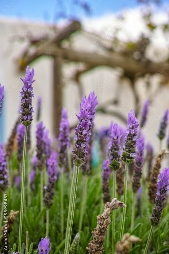 Obraz premium Lavender aromatic flowers, cultivation of lavender plant used as health care, skin care, cosmetics, essential oils and extracts.