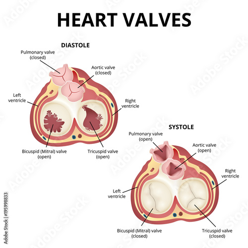 heart valves anatomy