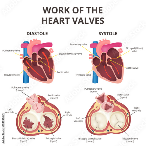 anatomy of the human heart