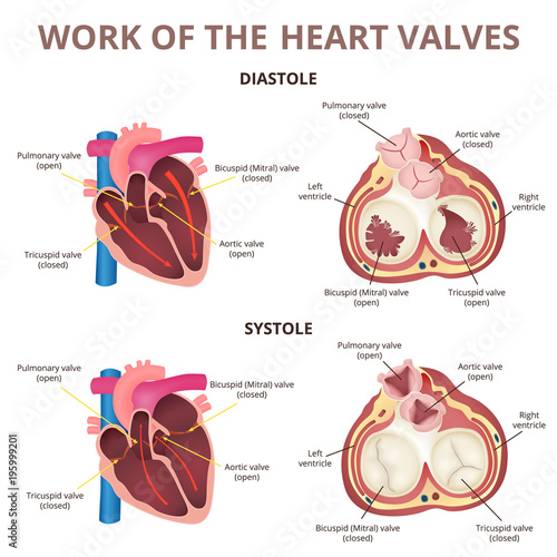 anatomy of the human heart