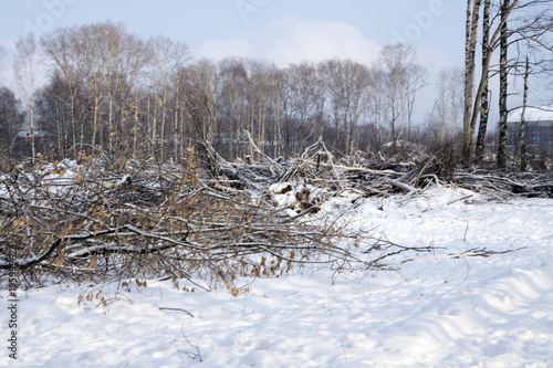 The tree fell from a lot of snow . photo