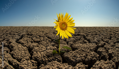 Fototapeta Naklejka Na Ścianę i Meble -  sunflower on droughty desert