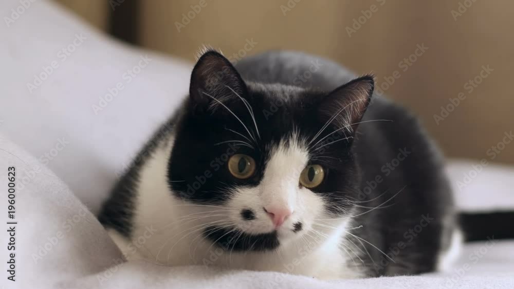 Domestic cat watches and rushes to the prey Domestic cat watches and rushes to the prey