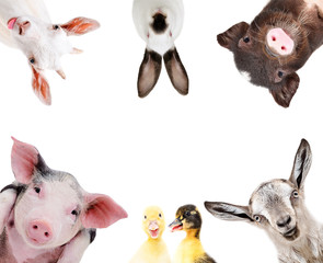 Funny portrait of a group of farm animals, isolated on a white background

