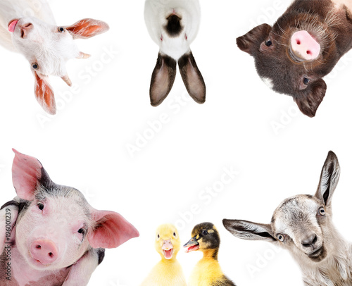Funny portrait of a group of farm animals, isolated on a white background

