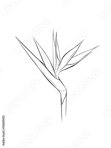 bird of paradise flower