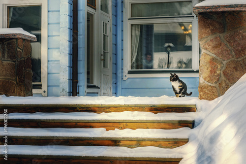 Cat sniffing snowy patio in winter.