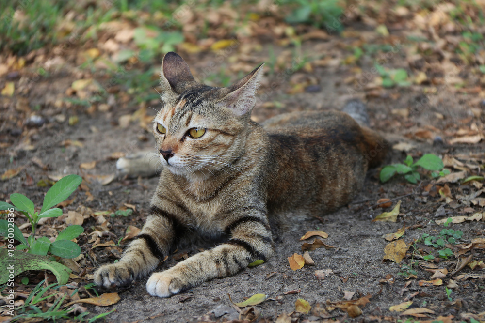 Striped cat in the garden. cat is a small domesticated carnivorous mammal with soft fur, a short snout, and retractile claws. Striped cat in the garden. cat is a small domesticated carnivorous mammal with soft fur, a short snout, and retractile claws.