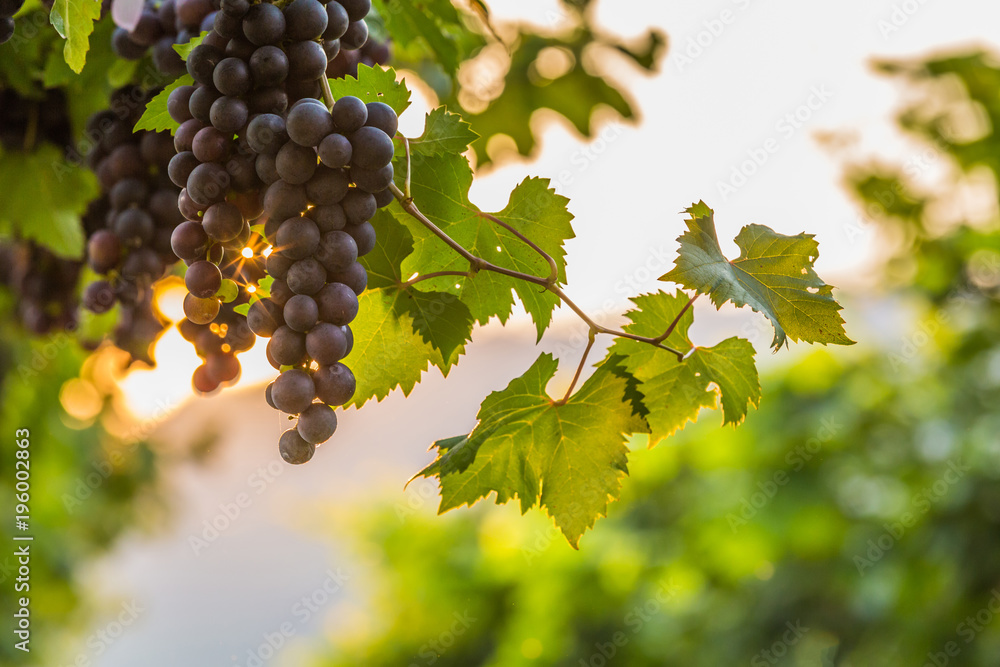 Wine Grapes Background
