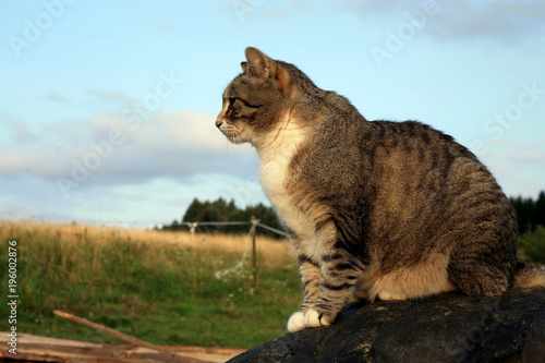 Striped, grey cat sitting on tractor and and observes the hunting area by sunset © fotokate