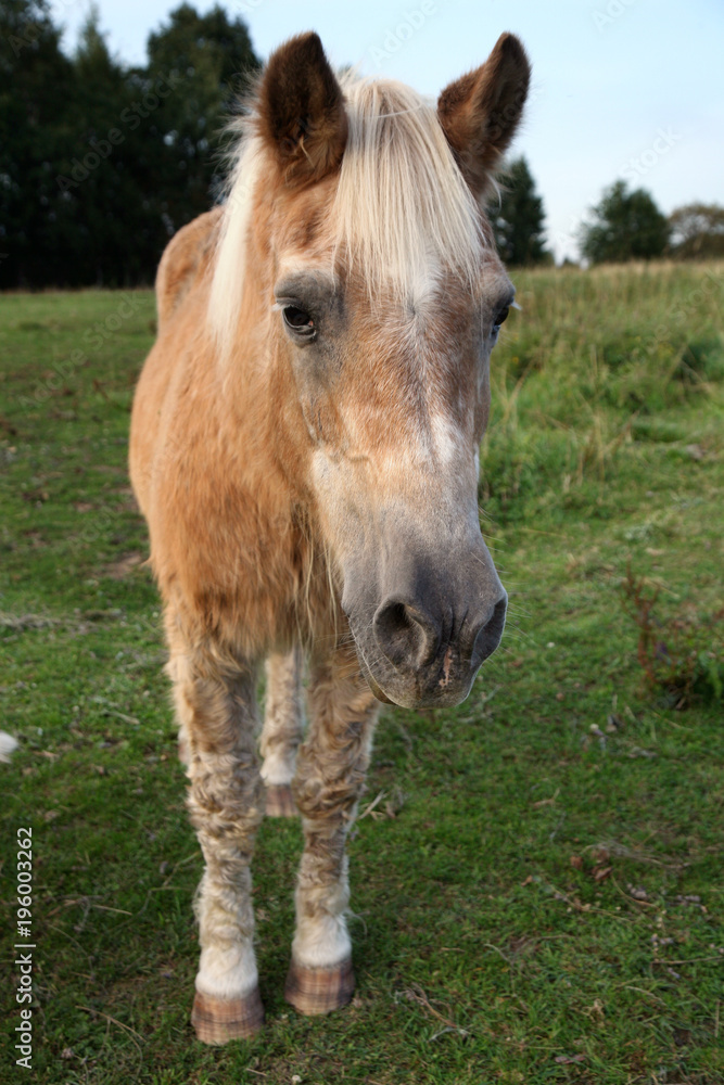 Old, retired horse haflinger on meadow in Polish farm Old, retired horse haflinger on meadow in Polish farm