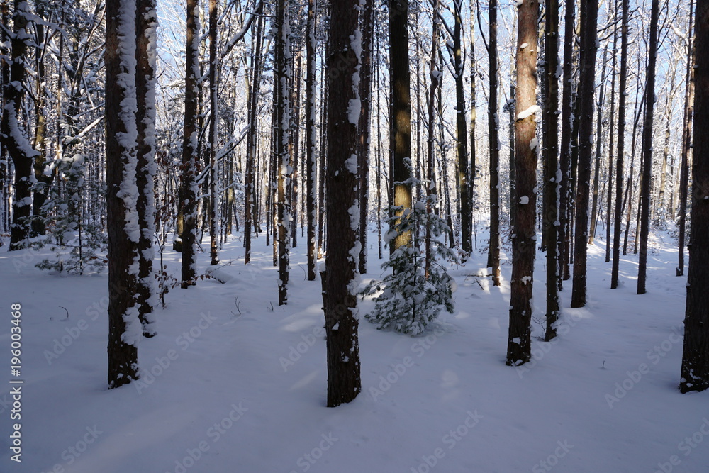 Pine trees covered in snow in midwest forest Pine trees covered in snow in midwest forest