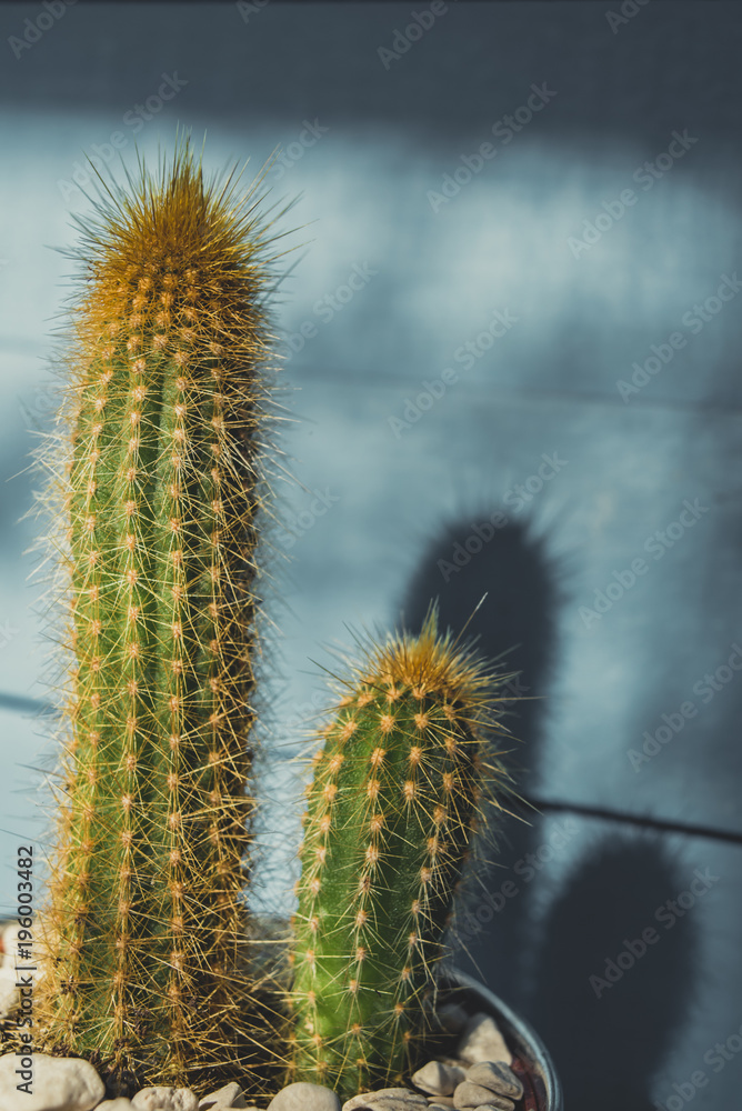 Cactus with stones on a blue background Cactus with stones on a blue background