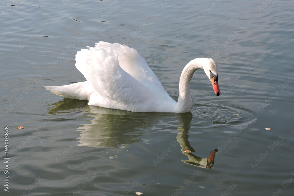 A white mute swan on water - obrazy, fototapety, plakaty 