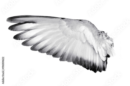 Fototapeta Naklejka Na Ścianę i Meble -  Wing feathers bird on white background